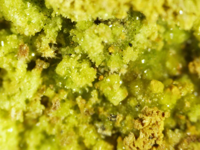 Johannite, Natrozippeite