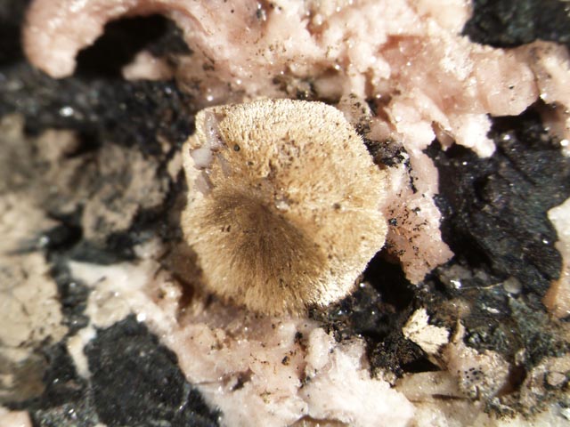 Fluoborite
