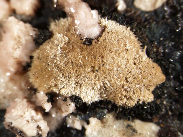 Fluoborite