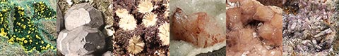 Our sixth gallery of specimens from the E.R. Laskowski (1949-2020) collection, including brandtite, callaghanite, chabazite-Na, clinoptilolite-K, coulsonite, epistilbite, galena, grunerite, herbertsmithite, labuntsovite-Fe, lemoynite, manganaxinite, manganoneptunite, olmiite, petarasite, roselite, sellaite, strengite, tyuyamunite and umbite.